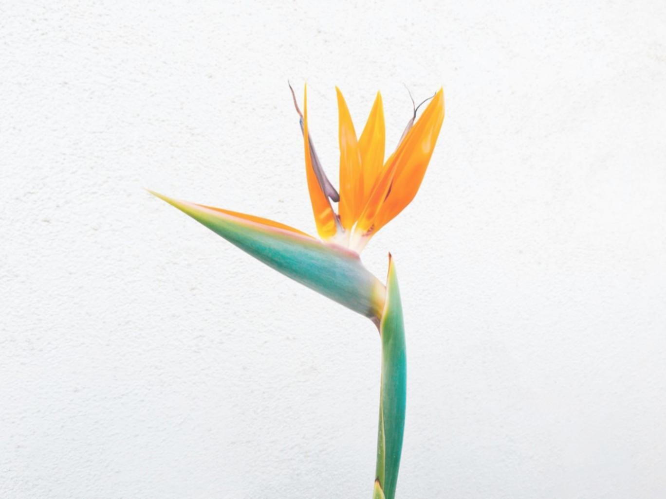 Completed floral arrangement demonstrating advanced composition technique